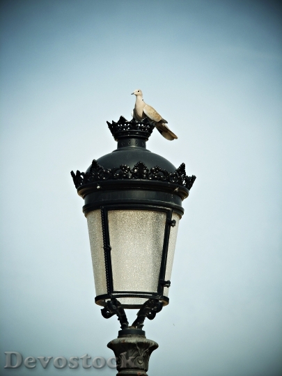 Devostock Turtledove Street Lamp Sky