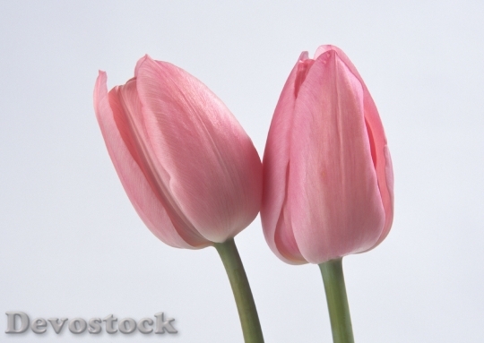 Devostock Two Spring Flowers Tulips 0