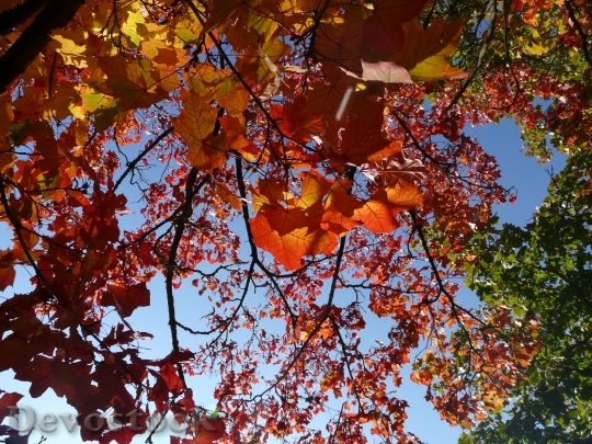 Devostock Up High Fall Foliage