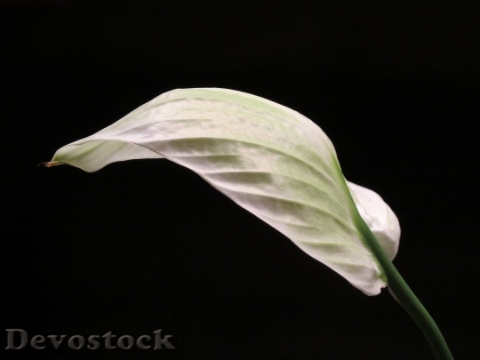 Devostock Vaginal Sheet Leaf White