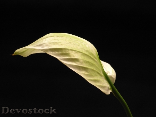 Devostock Vaginal Sheet Yellowish Leaf