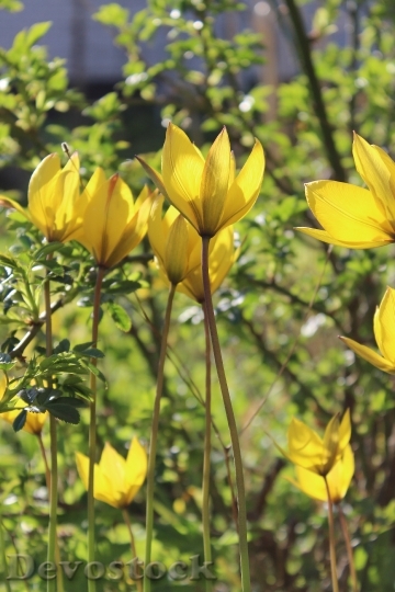 Devostock Vildtulpaner Tulips Yellow Flower 0