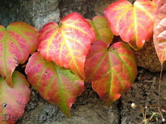 Devostock Vine Autumn Plant Leaves 0