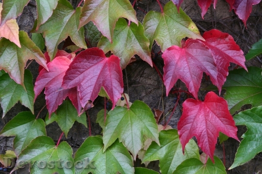 Devostock Vine Autumn Plant Leaves