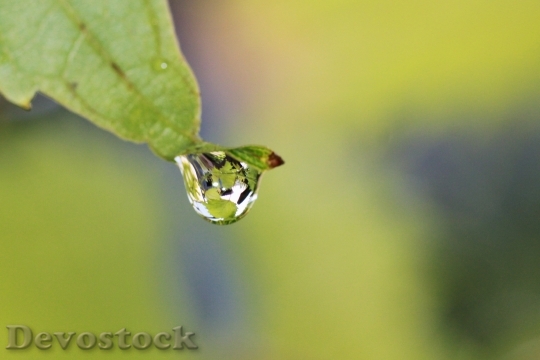 Devostock Vine Drip Raindrop Drop
