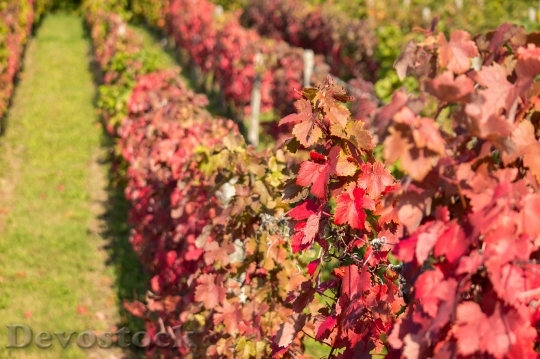 Devostock Vineyard Vine Autumn Red 0