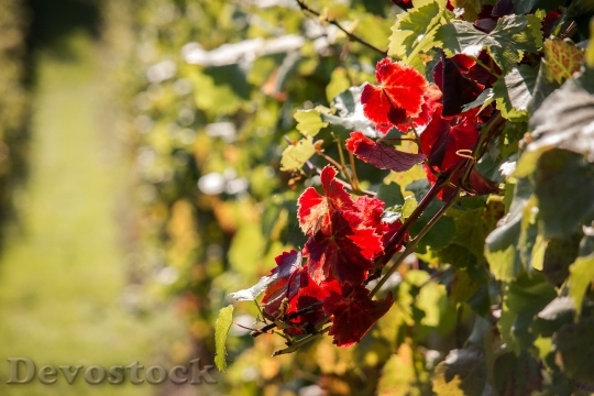 Devostock Vineyard Vine Autumn Red 3
