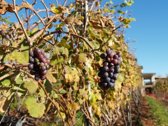 Devostock Vineyard Wine Agriculture Food