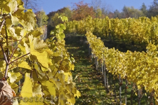 Devostock Vineyard Wine Winegrowing Landscape 0
