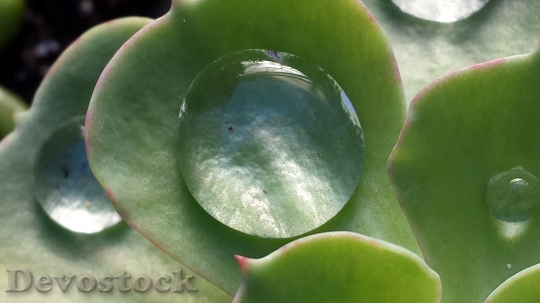 Devostock Water Drop Water Succulent