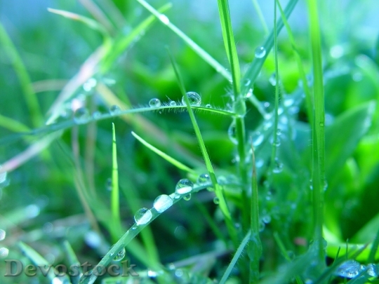 Devostock Water Droplets On Grass