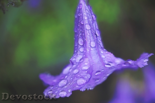Devostock Water Drops Flower Lilac