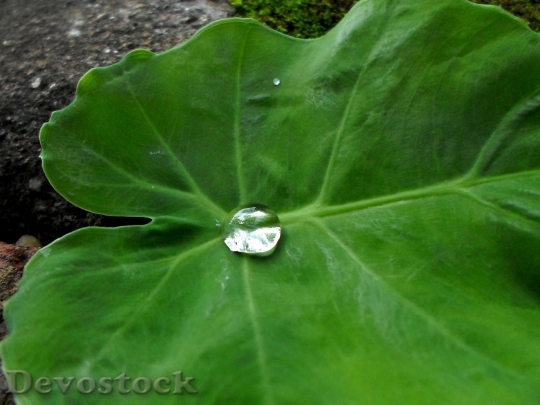 Devostock Water Drops Leaves Greens