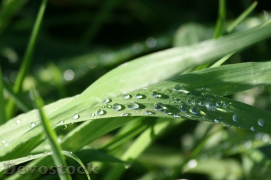Devostock Water Drops Sunlight Grass