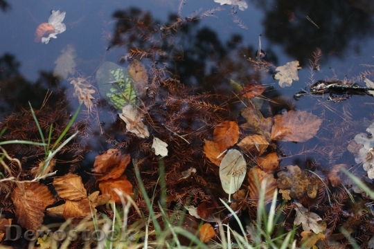 Devostock Water Leaves Reflection Environment