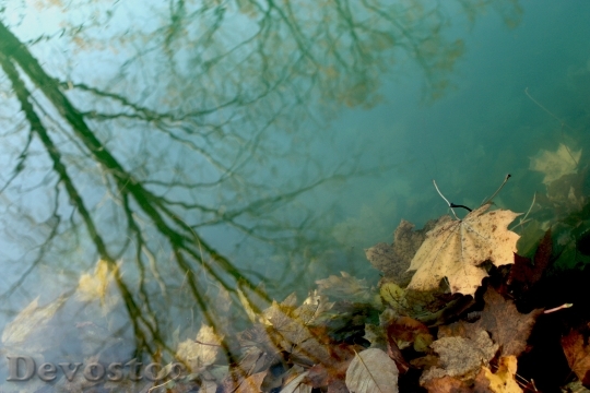 Devostock Water Leaves Shadow Reflection