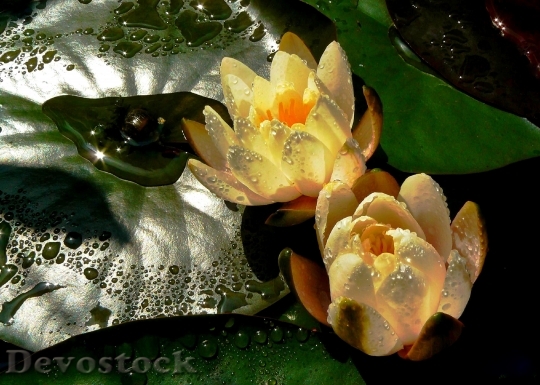 Devostock Water Lilies Blossom Bloom