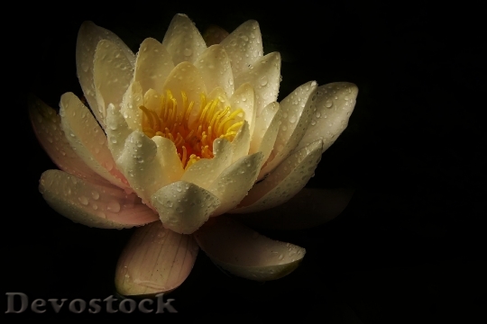 Devostock Water Lily Blossom Bloom 5