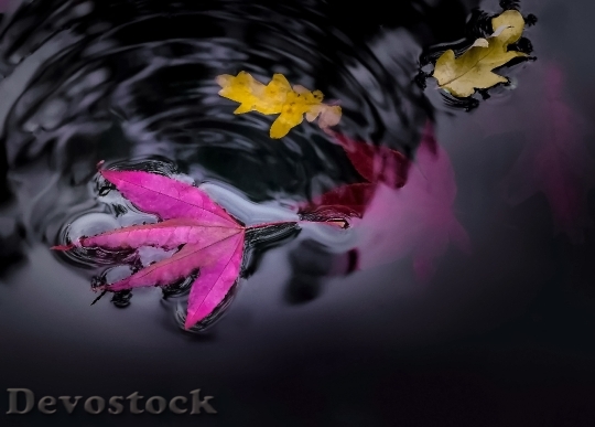 Devostock Water Pond Leaves Colorful