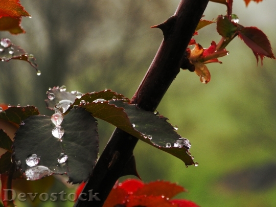 Devostock Water Rose Rain Flower