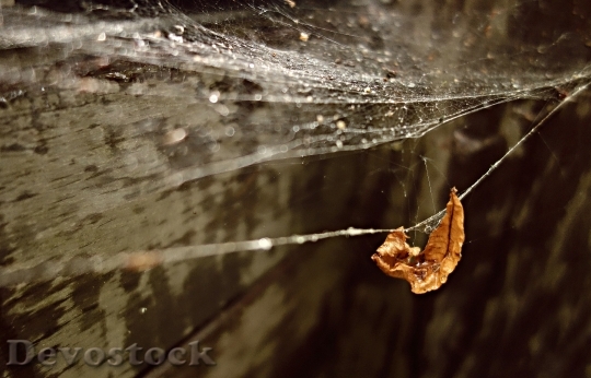 Devostock Web Spider Web Gossamer