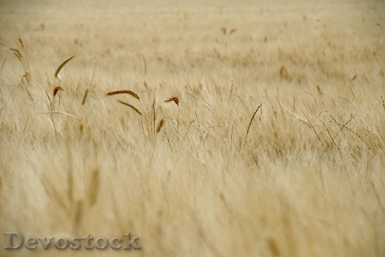 Devostock Wheat Field Spring Cereals