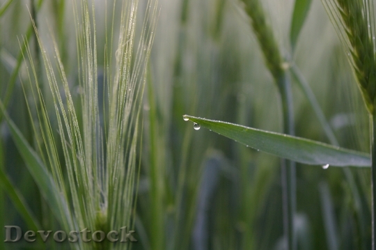 Devostock Wheat Wheat Field Morgentau