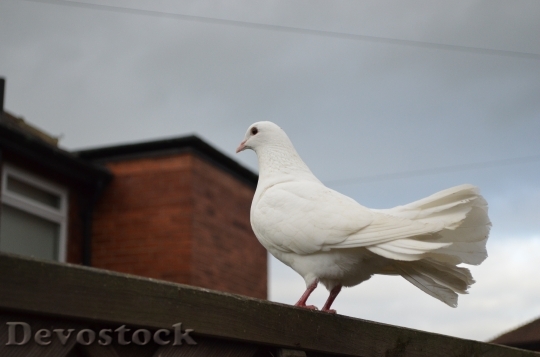Devostock White Dove Birds Peace