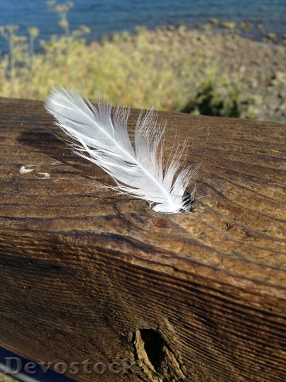 Devostock White Feather Peace Love