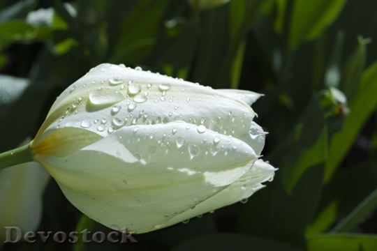 Devostock White Flower Nature Water
