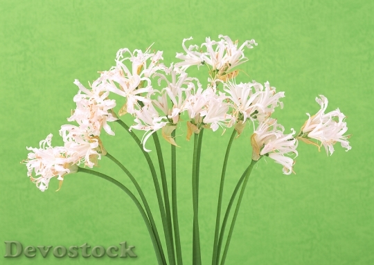 Devostock White Flowers On Green