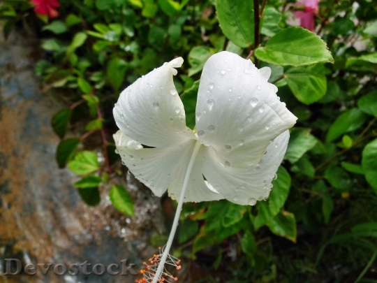 Devostock White Hibiscus Rosa Plant
