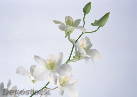 Devostock White Orchid 0