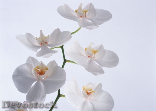 Devostock White Orchid 1
