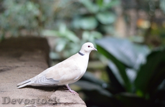 Devostock White Pigeon Dove Bird
