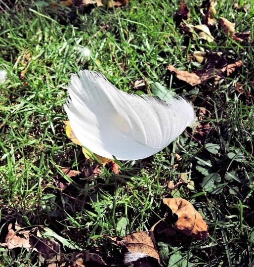 Devostock White Swan Feather Autumn
