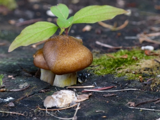 Devostock Wild Mushroom Leaves Tree
