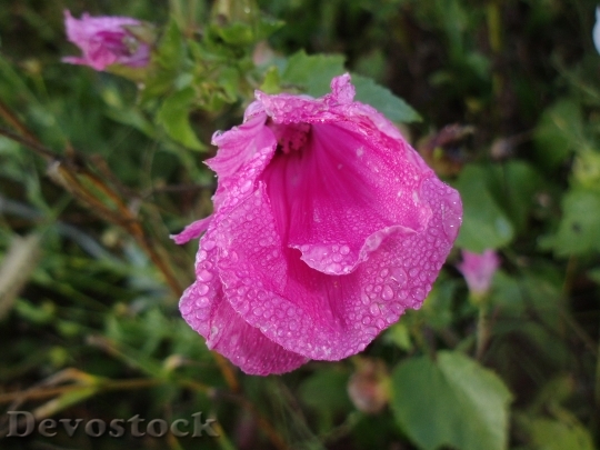 Devostock Wildflower Morning Dew Wet