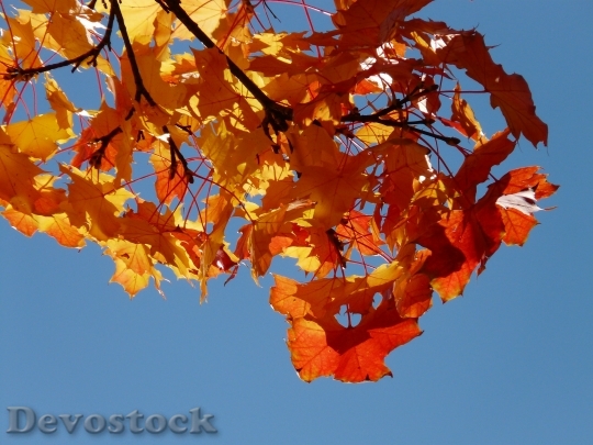 Devostock Wind Autumn Maple Leaves