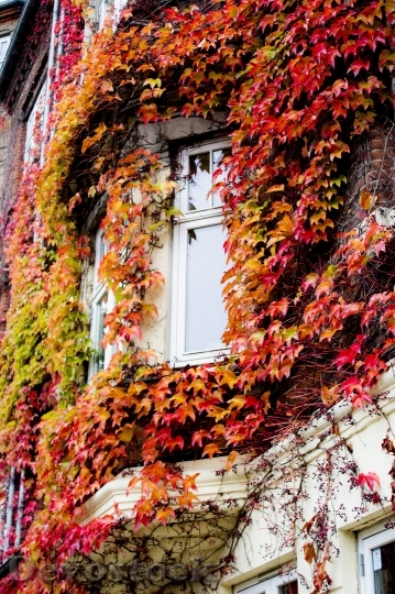 Devostock Window Autumn Leaves Foliage