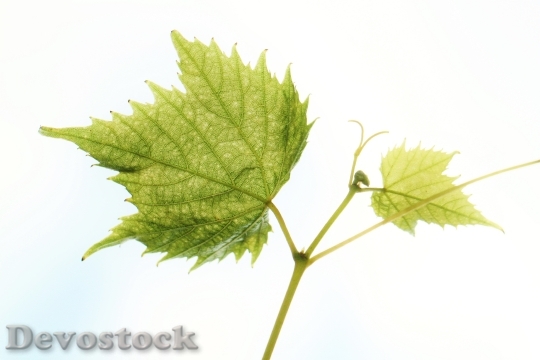 Devostock Wine Leaf Vine Wine