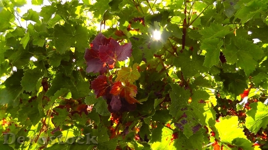 Devostock Wine Leaf Wine Plant