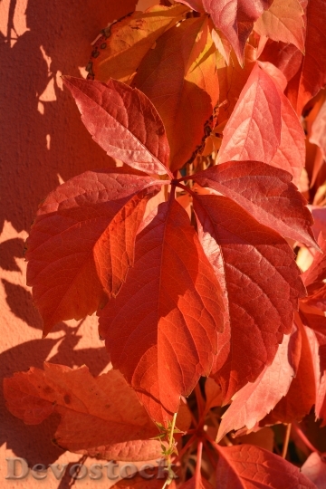 Devostock Wine Red Autumn Leaves