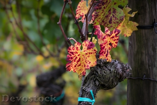 Devostock Wine Vine Leaf Autumn