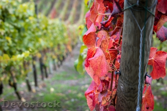 Devostock Wine Vine Pile Wood