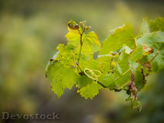 Devostock Wine Vine Wine Leaf