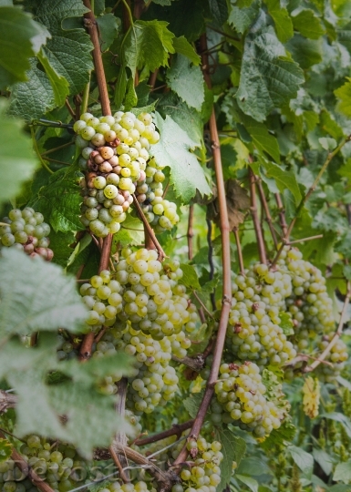 Devostock Wine Vines Winegrowing Vine