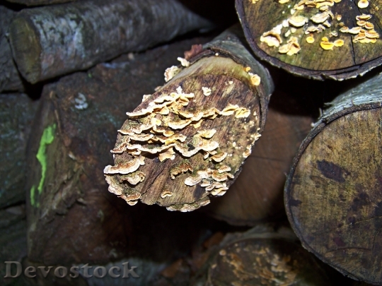 Devostock Wood Sawed Off Log