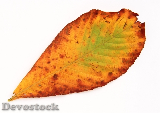 Devostock Yellow Autumn Leaf Isolated
