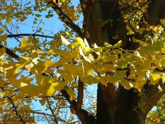 Devostock Yellow Autumn Leaves Leaf